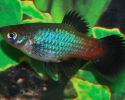 Platy Rainbow S/M