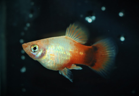 Platy Neon White Orange Mickey M