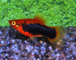 Platy Tuxedo Red M