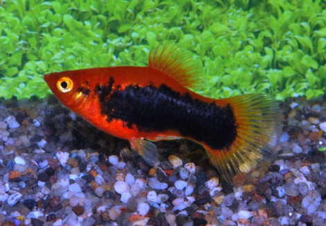 Platy Tuxedo Red M