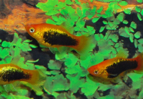 Platy Tuxedo Gold M