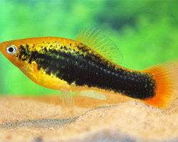 Platy Variatus Hawai M