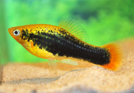 Platy Variatus Hawai M