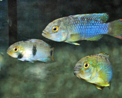 Apistogramma Nijsseni M/L