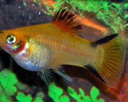 Platy Victory Yellow M