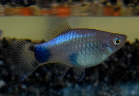 Platy Blue Mickey M