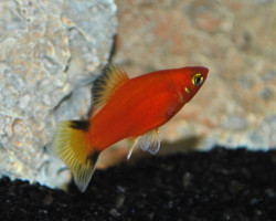 Platy Victory Red M