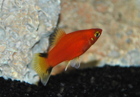 Platy Victory Red M