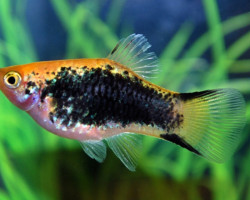 Platy Tuxedo Victory Yellow M