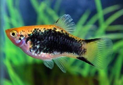 Platy Tuxedo Victory Yellow M