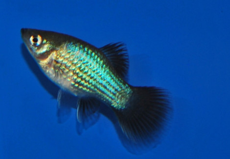 Platy Wagtail Blue M