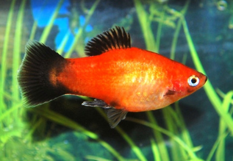 Platy Wagtail Gold M