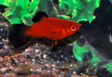 Platy Wagtail Red M