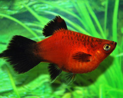 Platy Coral Red Wagtail Spitz M