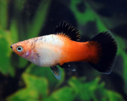 Platy  Tricolor Wagtail M