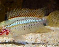 Apistogramma Eremnopyge  L