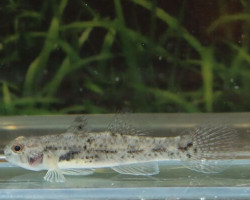 Pseudogobius Sp. M