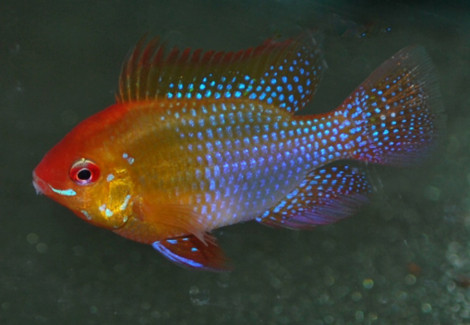 Microgeophagus Ramirezi Gold M