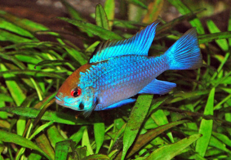 Microgeophagus Ramirezi Electric Blue M