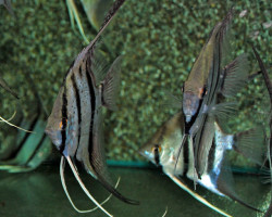 Pterophyllum Sc. Peru Red Spotted Xl