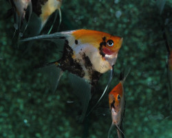 Pterophyllum Sc. Koi Gold Head Red Cheek S