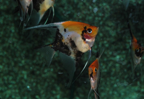 Pterophyllum Sc. Koi Gold Head Red Cheek S