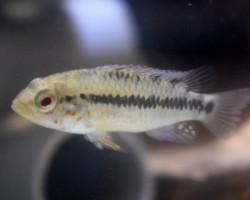 Apistogramma Alacrina L