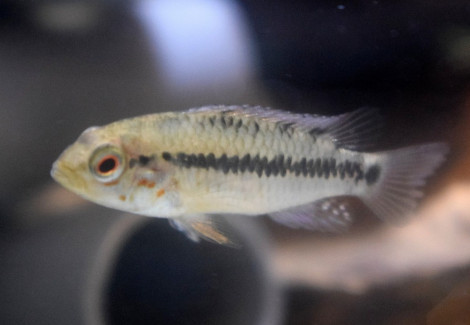 Apistogramma Alacrina L