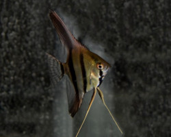 Pterophyllum Sc. Dantum M