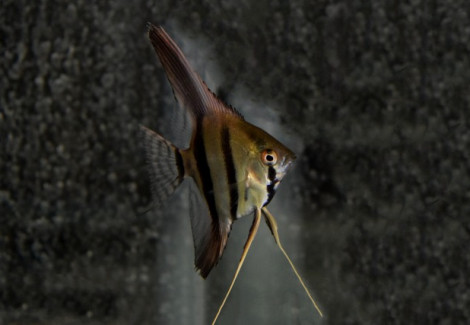 Pterophyllum Sc. Dantum M