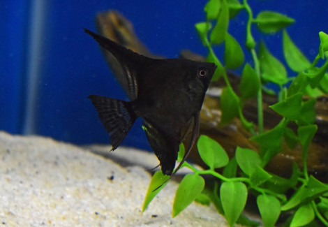 P. Scalare Black M