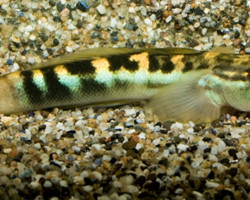 Sicyopterus Macrostethlepis M