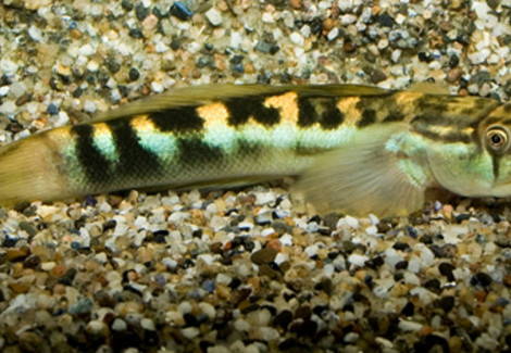 Sicyopterus Macrostethlepis M