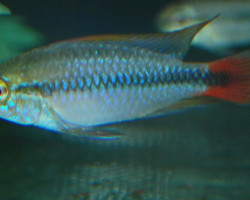 Apistogramma Sp. Rio Mamore M/L