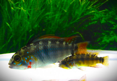 Apistogramma Sp. D36 M/L