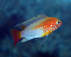 Apistogramma Macmasteri Gold M