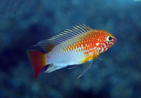 Apistogramma Macmasteri Gold M