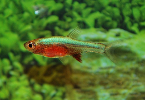 Rasbora Axelrodi Neon Blue M