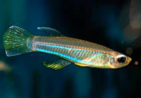 Aplocheilichthys Macrophthalmus L