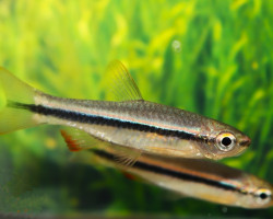 Rasbora Sp. Patrickyapi M