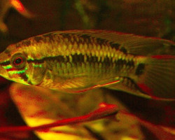 Apistogramma Sp. D24 M