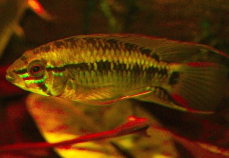 Apistogramma Sp. D24 M