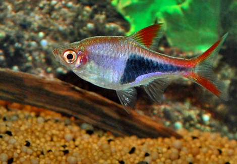 Rasbora Heteromorpha S/M