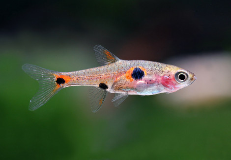 Rasbora/Boraras Maculatus M