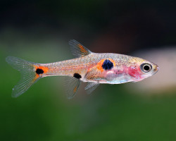 Boraras Maculatus L