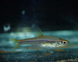 Rasbora Pauciperforata M