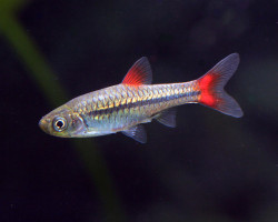 Rasbora Rubrodorsalis S