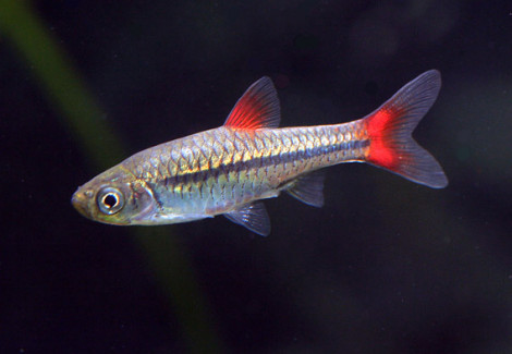 Rasbora Rubrodorsalis S