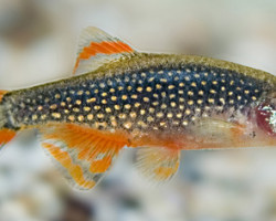 Rasbora/Celestichthys Margaritatus M