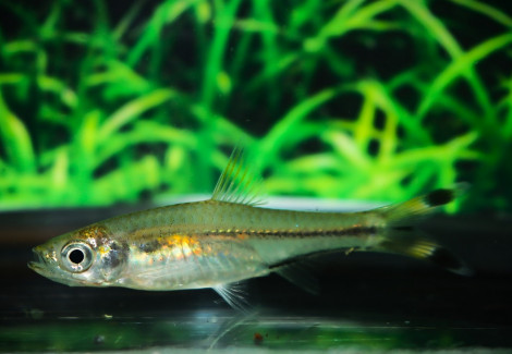 Rasbora Trilineata M